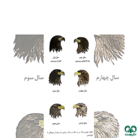 گونه عقاب دریایی دم سفید White tailed Eagle